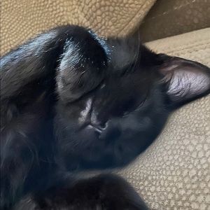 Meet your Posher, Hayley